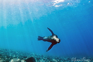 Swimming In Sunlight/Photographed with a Tokina 10-17 mm ... by Laurie Slawson 